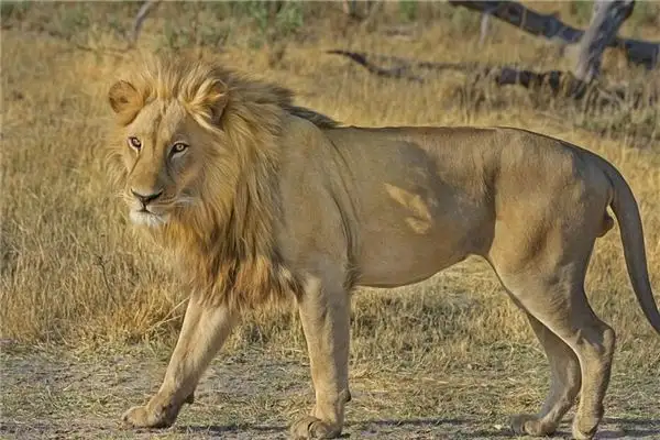 Dream Interpretation Meeting a Lion in Your Dream NuvoraDream - DreamDecode-DreamDecode