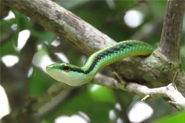 Dream of Green Snake Meaning and Interpretation - NuvoraDream - DreamDecode-DreamDecode