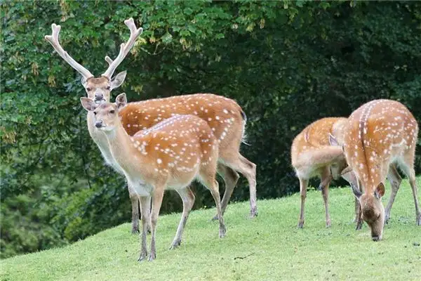 Dreaming of a Sika Deer Meaning and Interpretation - NuvoraDream - DreamDecode-DreamDecode