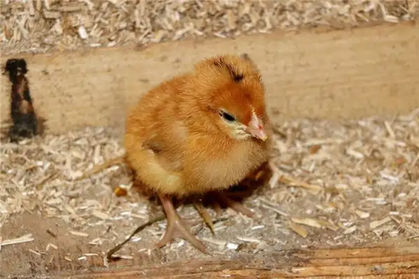 Dreaming of Baby Chickens Meaning and Interpretation - NuvoraDream - DreamDecode-DreamDecode