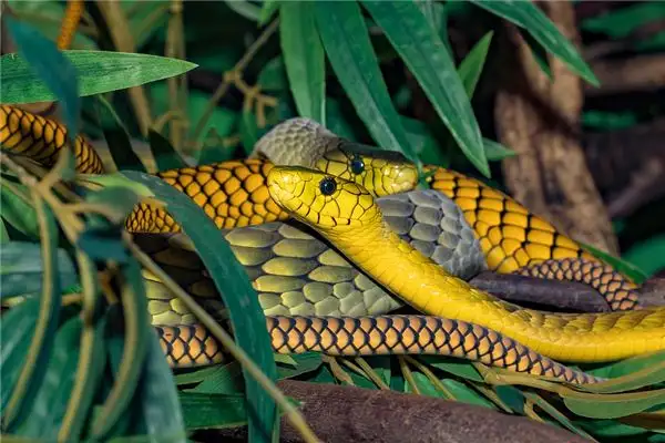 Dream Interpretation of Snakes in Different Colors - NuvoraDream-DreamDecode