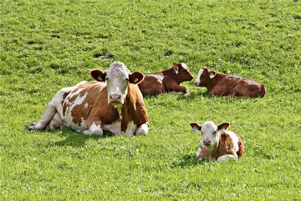Dreaming of a Calf Meaning and Interpretation - NuvoraDream - DreamDecode-DreamDecode