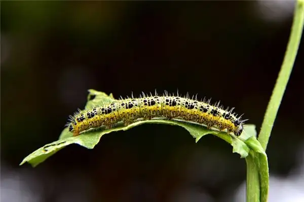 Dreaming of Caterpillars Meaning and Interpretation - NuvoraDream - DreamDecode-DreamDecode