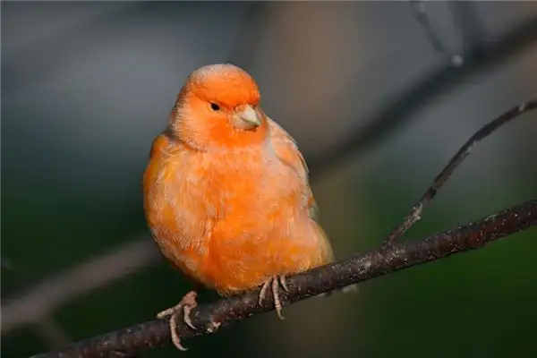 Dream of Canary Meaning and Interpretation - NuvoraDream - DreamDecode-DreamDecode
