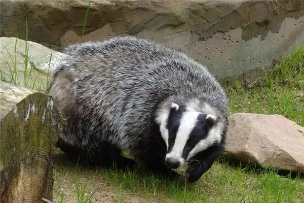 Dreaming of a Badger Meaning and Interpretation - NuvoraDream - DreamDecode-DreamDecode