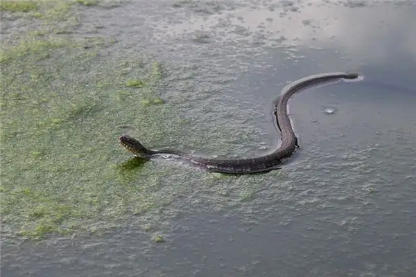 Dream Interpretation of Being Chased by a Snake - NuvoraDream