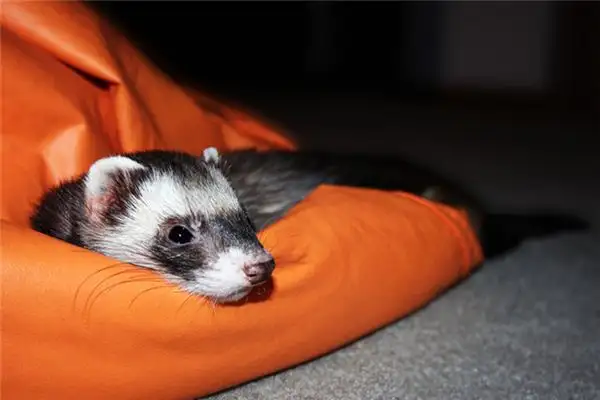 Dream Interpretation of Seeing a Weasel - NuvoraDream - DreamDecode-DreamDecode