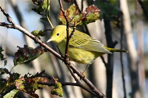 Dream of a Yellow Warbler Meaning - NuvoraDream - DreamDecode-DreamDecode