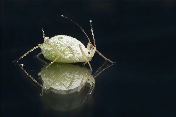 Dreaming of Fleas Meaning and Interpretation - NuvoraDream - DreamDecode-DreamDecode