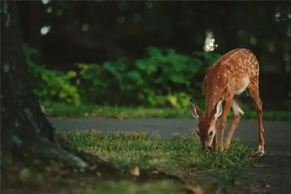 Dream of a Deer Entering Your House Meaning - NuvoraDream - DreamDecode-DreamDecode