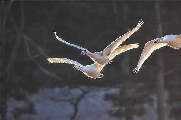 Dream of a Swan Flying in the Sky - Nuvora Dream Interpretation - DreamDecode-DreamDecode