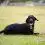 Dream of Black Dog Meaning and Interpretation - NuvoraDream - DreamDecode-DreamDecode