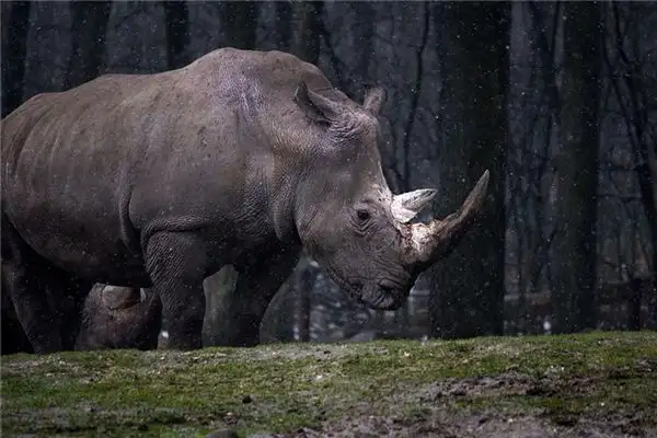 Dreaming of a Rhinoceros Meaning and Interpretation - NuvoraDream - DreamDecode-DreamDecode