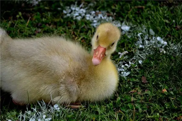 Dream Interpretation Poultry and Pets Meaning in Dreams NuvoraDream - DreamDecode-DreamDecode