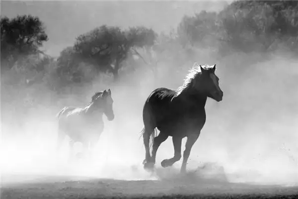 Dream of Horses Meaning and Interpretation - NuvoraDream - DreamDecode-DreamDecode