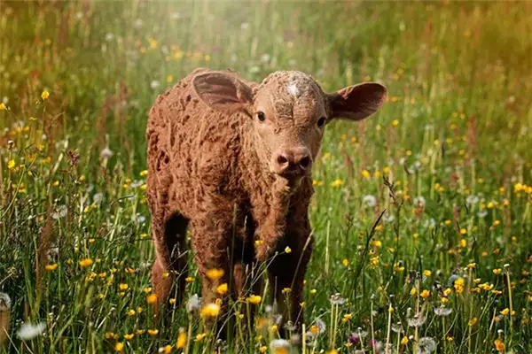 Dream of a Heifer Meaning and Interpretation - NuvoraDream - DreamDecode-DreamDecode