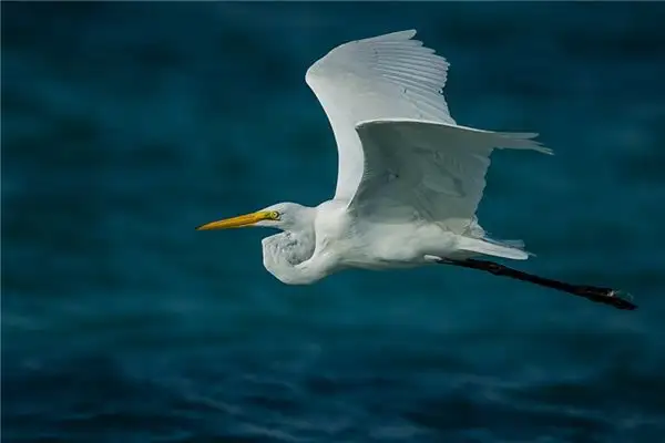 Dream Interpretation of Seeing a Big Bird - NuvoraDream - DreamDecode-DreamDecode