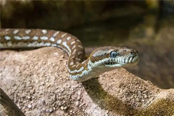 Dream Interpretation Snake Following Someone Leaving NuvoraDream - DreamDecode-DreamDecode