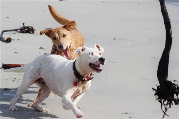 Dream Interpretation of Crazy Animals - NuvoraDream - DreamDecode-DreamDecode