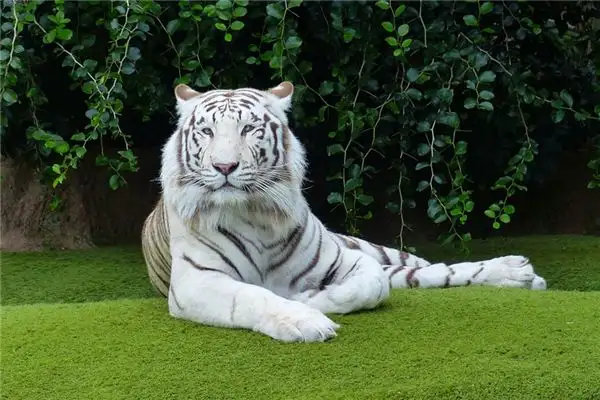 Dream of a White Tiger Meaning and Interpretation - NuvoraDream - DreamDecode-DreamDecode