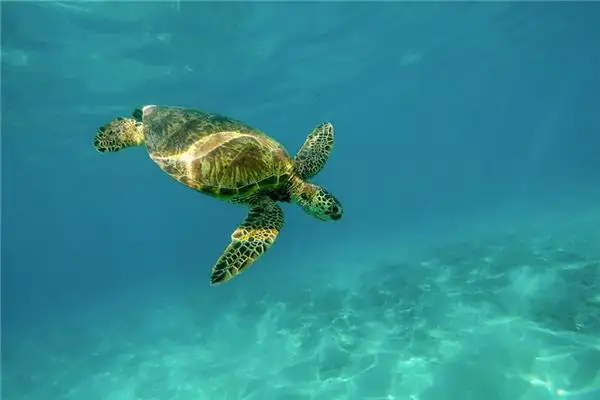 Dream of a Turtle Meaning - NuvoraDream Interpretation - DreamDecode-DreamDecode