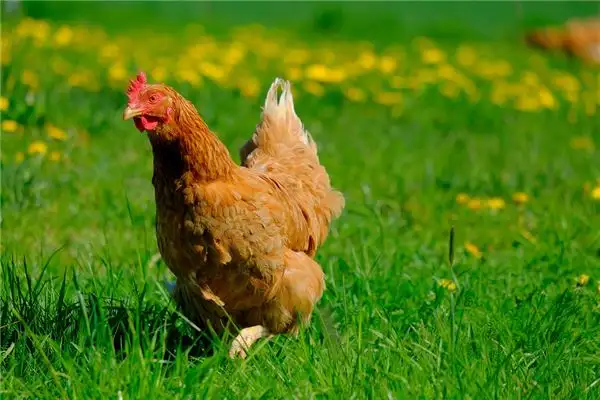 Dream Interpretation Killing a Chicken Meaning and Symbolism - DreamDecode-DreamDecode