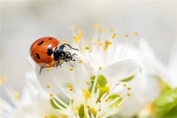 Dream of Seven-Spotted Ladybug Meaning - NuvoraDream