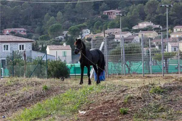 Dream Interpretation of a Horse Tied in the Yard - NuvoraDream - DreamDecode-DreamDecode