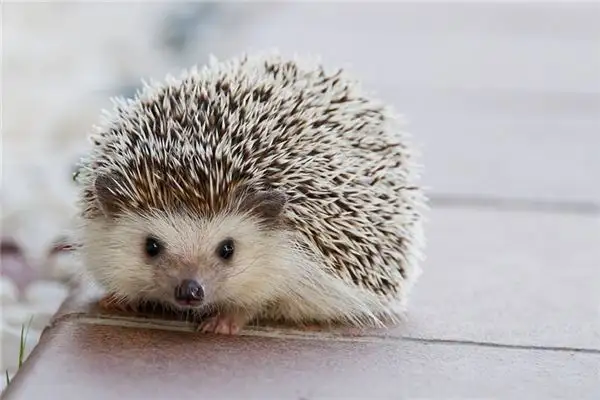 Dreaming of a Hedgehog Meaning and Interpretation - NuvoraDream - DreamDecode-DreamDecode