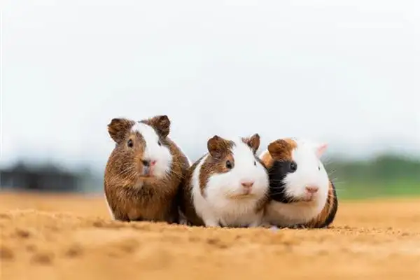 Dream of Muskrat Meaning and Interpretation - NuvoraDream - DreamDecode-DreamDecode