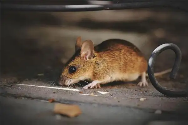 Dream Interpretation of Mice Running Around - NuvoraDream - DreamDecode-DreamDecode