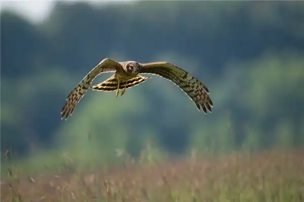 Dream Interpretation of Seeing a Hawk in Your Sleep NuvoraDream - DreamDecode-DreamDecode