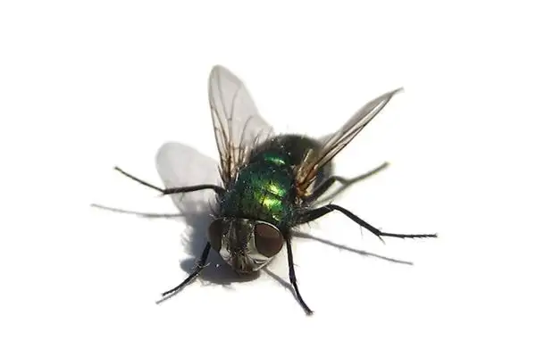 Dream Interpretation of Flies in Your Sleep NuvoraDream - DreamDecode-DreamDecode