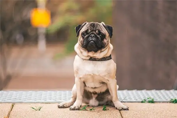 Dream Interpretation of Seeing a Dog - NuvoraDream - DreamDecode-DreamDecode