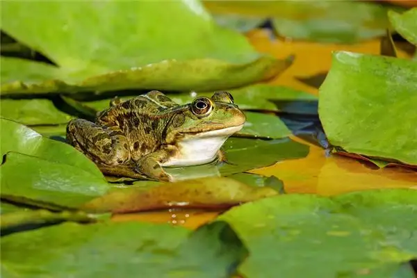 Dreaming of Frog Sounds Meaning and Interpretation - NuvoraDream - DreamDecode-DreamDecode