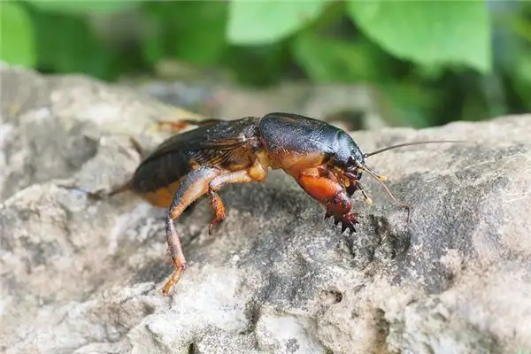 Dreaming of Mole Crickets Meaning and Interpretation - NuvoraDream