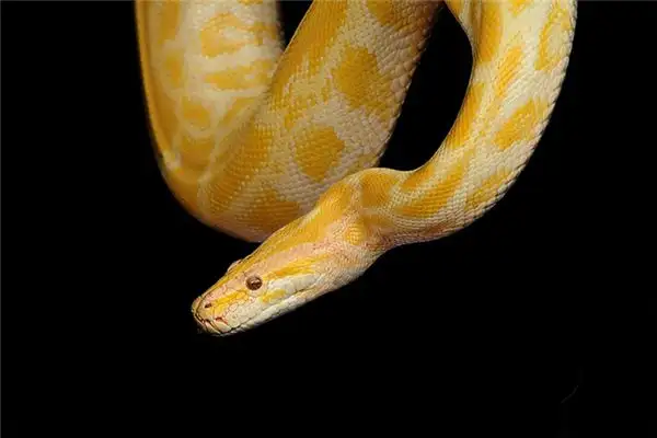 Dream Interpretation of Yellow Snake in Your Sleep - NuvoraDream - DreamDecode-DreamDecode