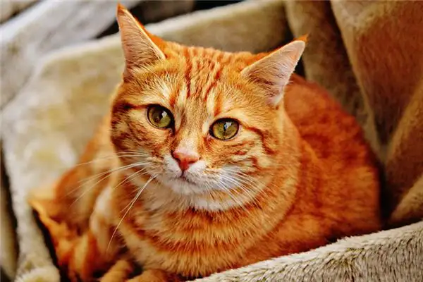 Dream Interpretation of a Cat Entering the House - NuvoraDream - DreamDecode-DreamDecode