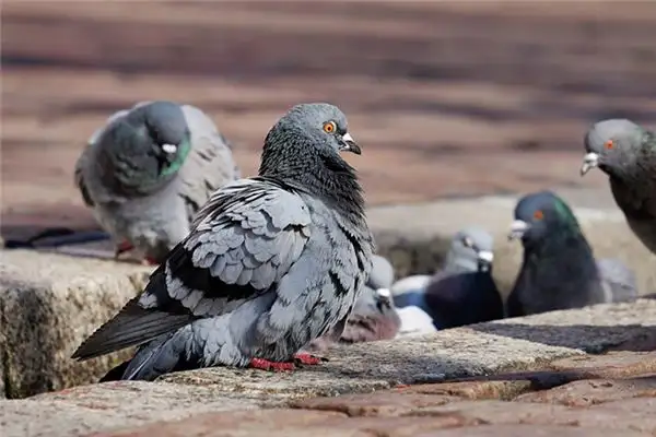 Dreaming of Raising Pigeons Meaning and Interpretation - NuvoraDream