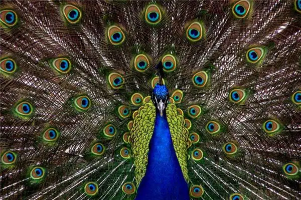 Dream of Peacock Meaning and Interpretation - NuvoraDream - DreamDecode-DreamDecode