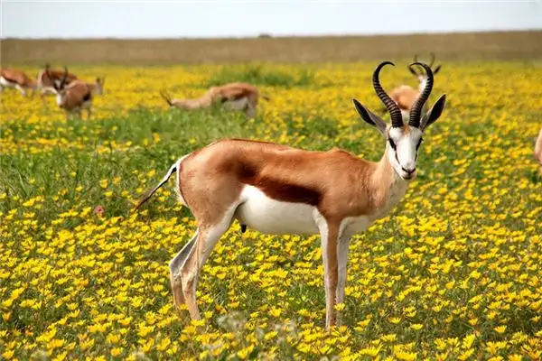 Dream of Antelope Meaning and Interpretation - NuvoraDream - DreamDecode-DreamDecode