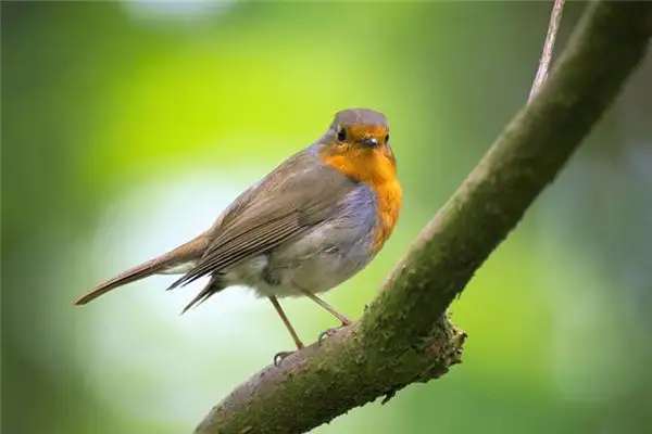 Dream Interpretation of Being Pecked by a Bird - NuvoraDream - DreamDecode-DreamDecode