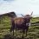 Dream of Cows Meaning and Interpretation - NuvoraDream - DreamDecode-DreamDecode