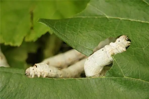 Dream Interpretation of Silkworms in Your Sleep - DreamDecode-DreamDecode