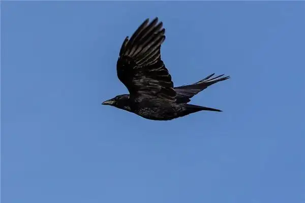 Dream of Crows Flying in Circles Meaning and Interpretation - NuvoraDream