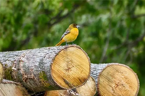 Dreaming of a Yellow Oriole Meaning and Interpretation - NuvoraDream - DreamDecode-DreamDecode