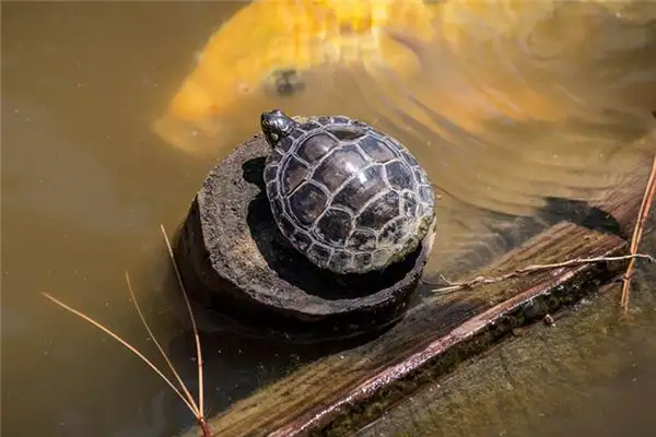 Dream Interpretation Turtle Eating Snake Meaning at NuvoraDream - DreamDecode-DreamDecode