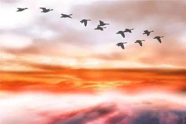 Dream of Wild Geese Meaning - Nuvora Dream Interpretation - DreamDecode-DreamDecode