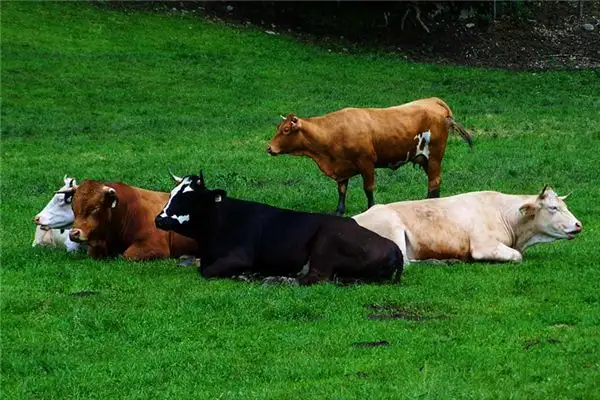 Dream of Cattle Herd Meaning - NuvoraDream - DreamDecode-DreamDecode