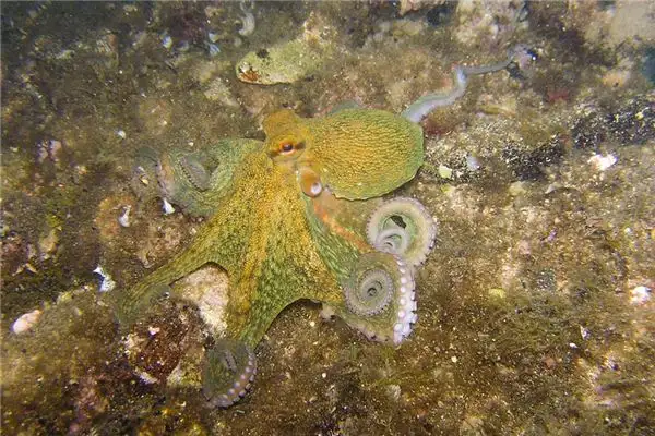 Dreaming of Squid Meaning and Interpretation - NuvoraDream - DreamDecode-DreamDecode